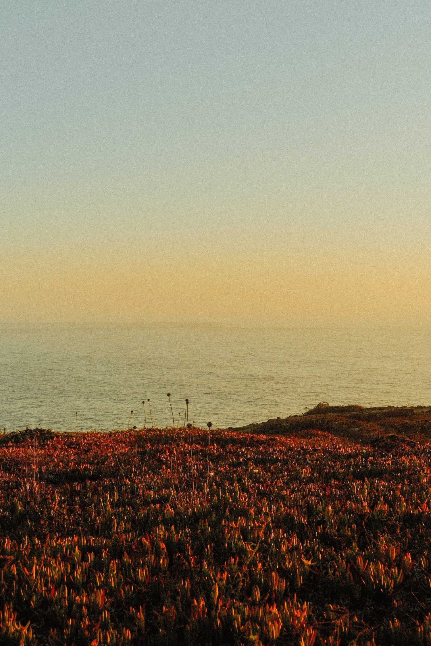 Multivitamínico: la infraestructura silenciosa que convierte hábitos en resultados