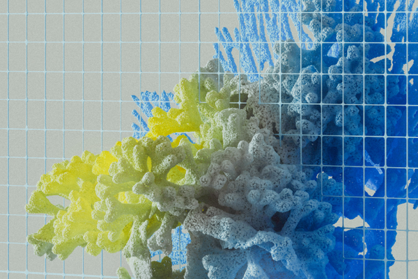 Alimentos con más omega 3: beneficios, fuentes principales