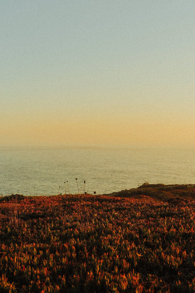 Multivitamínico: la infraestructura silenciosa que convierte hábitos en resultados