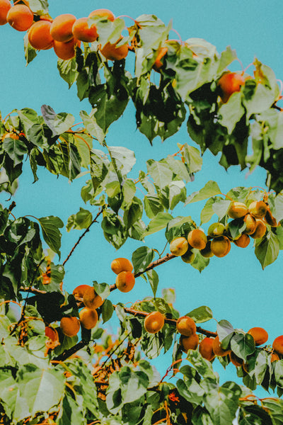 Cómo reducir la inflamación y dolor en tu cuerpo